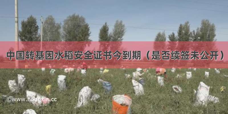 中国转基因水稻安全证书今到期（是否续签未公开）