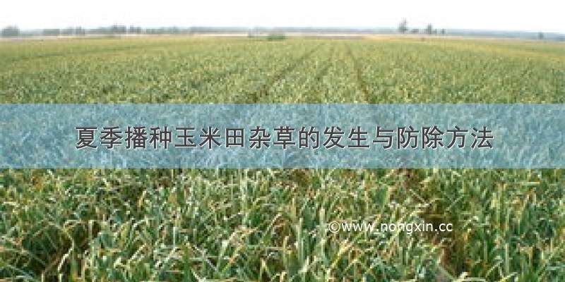 夏季播种玉米田杂草的发生与防除方法