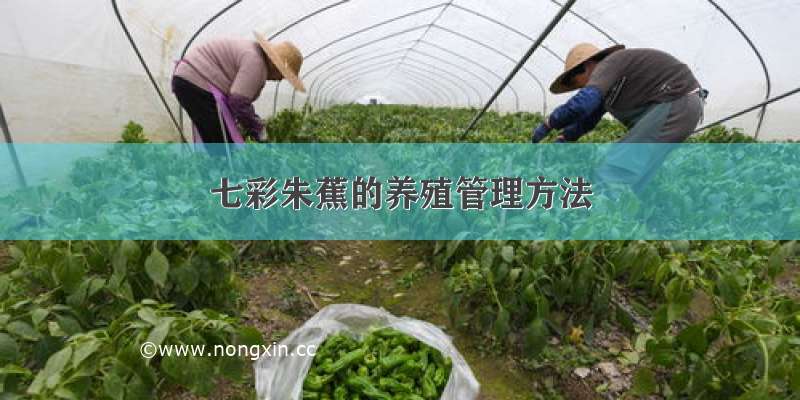 七彩朱蕉的养殖管理方法