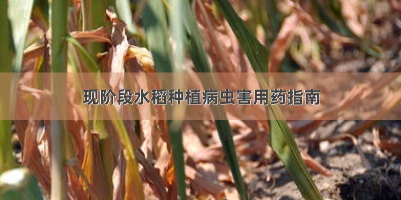 现阶段水稻种植病虫害用药指南