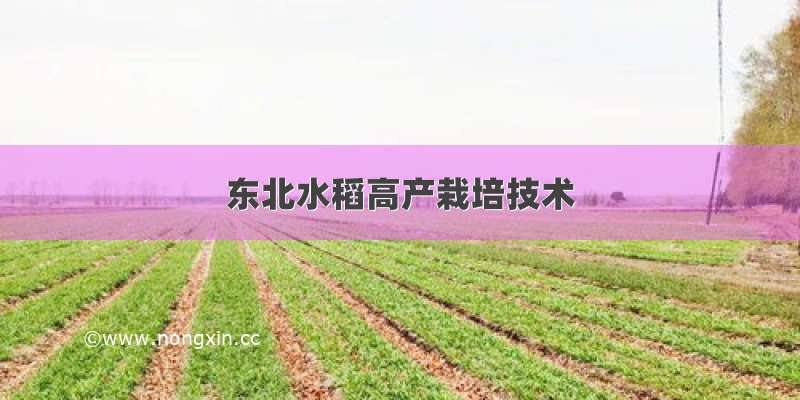 东北水稻高产栽培技术