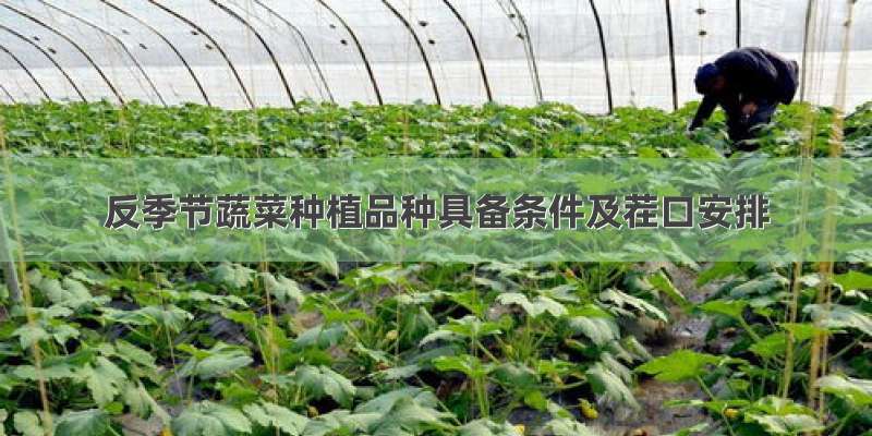 反季节蔬菜种植品种具备条件及茬口安排