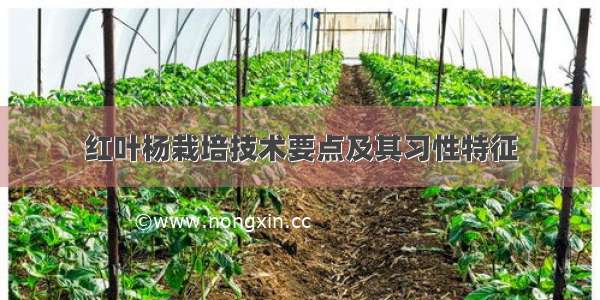 红叶杨栽培技术要点及其习性特征