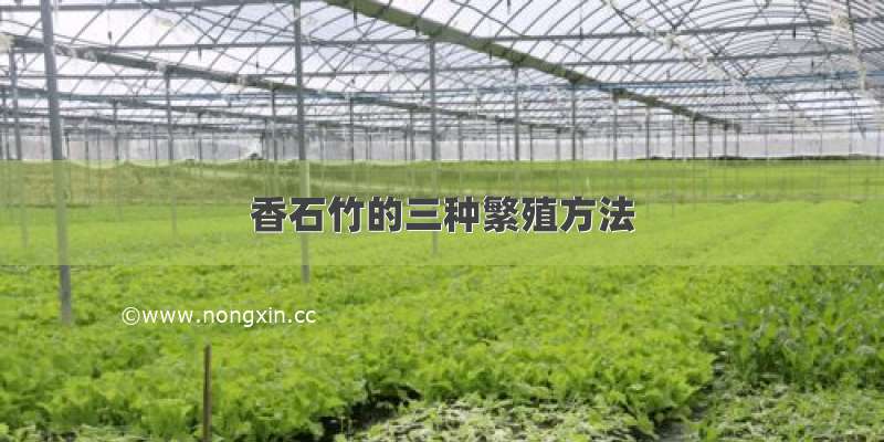 香石竹的三种繁殖方法