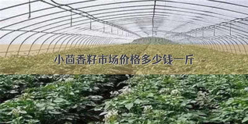 小茴香籽市场价格多少钱一斤