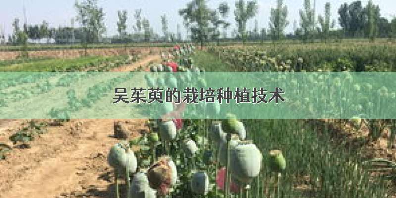 吴茱萸的栽培种植技术