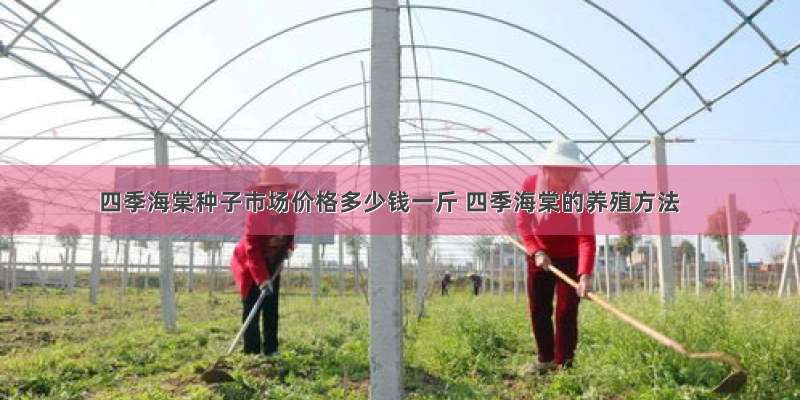 四季海棠种子市场价格多少钱一斤 四季海棠的养殖方法