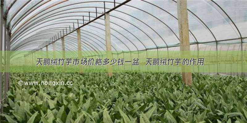 天鹅绒竹芋市场价格多少钱一盆  天鹅绒竹芋的作用
