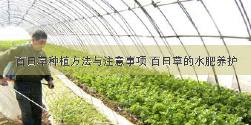 百日草种植方法与注意事项 百日草的水肥养护