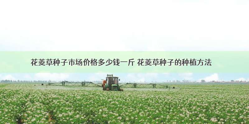 花菱草种子市场价格多少钱一斤 花菱草种子的种植方法