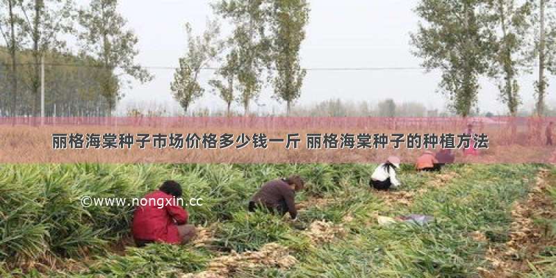 丽格海棠种子市场价格多少钱一斤 丽格海棠种子的种植方法