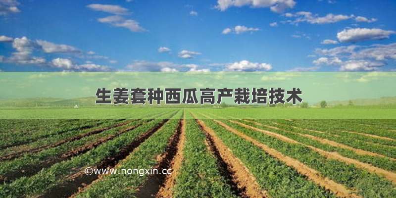 生姜套种西瓜高产栽培技术