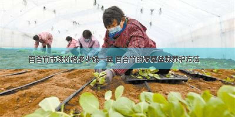 百合竹市场价格多少钱一盆 百合竹的家庭盆栽养护方法
