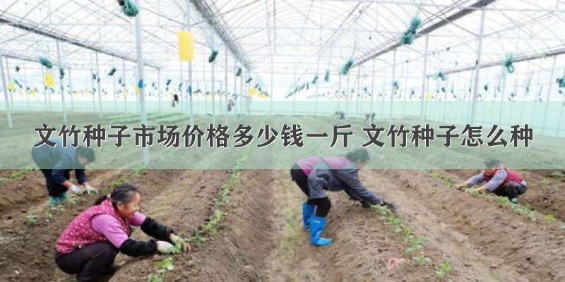 文竹种子市场价格多少钱一斤 文竹种子怎么种
