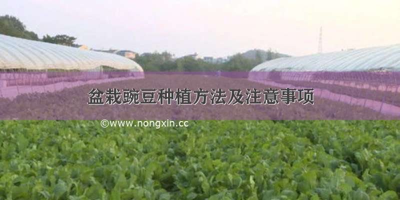 盆栽豌豆种植方法及注意事项