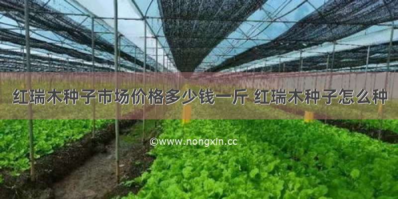 红瑞木种子市场价格多少钱一斤 红瑞木种子怎么种