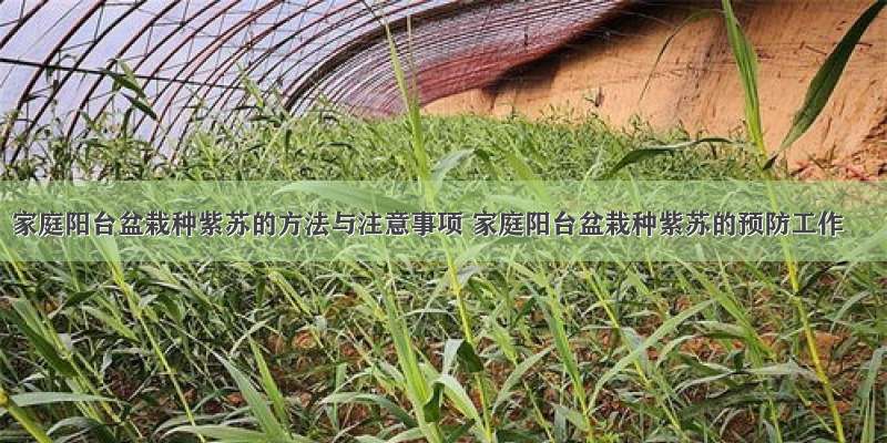 家庭阳台盆栽种紫苏的方法与注意事项 家庭阳台盆栽种紫苏的预防工作