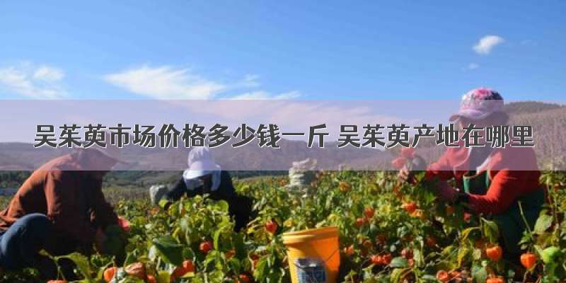吴茱萸市场价格多少钱一斤 吴茱萸产地在哪里