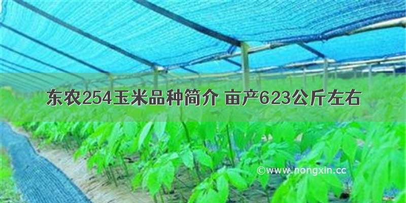 东农254玉米品种简介 亩产623公斤左右