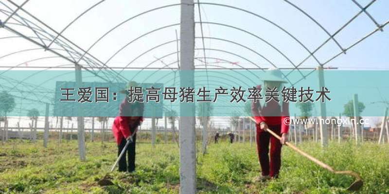 王爱国：提高母猪生产效率关键技术