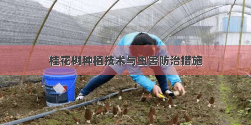 桂花树种植技术与虫害防治措施