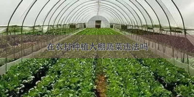 在农村种植大棚蔬菜违法吗