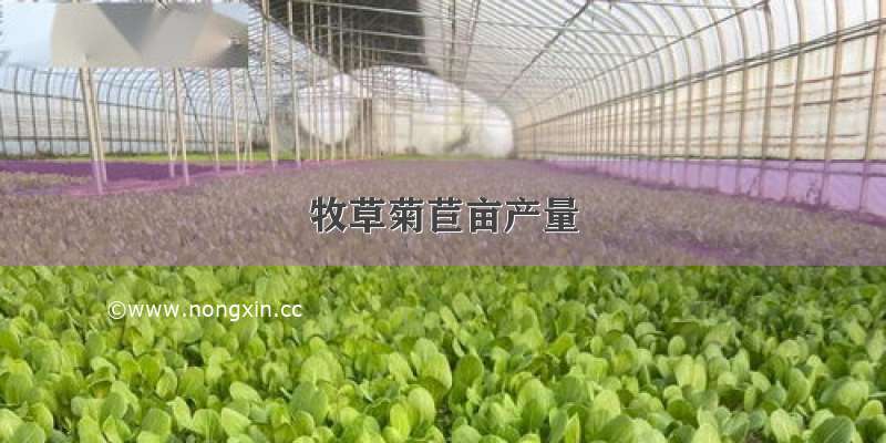 牧草菊苣亩产量