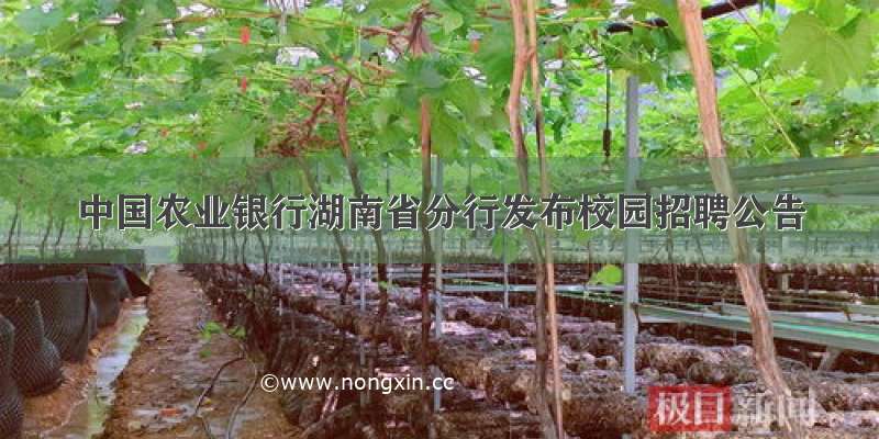 中国农业银行湖南省分行发布校园招聘公告