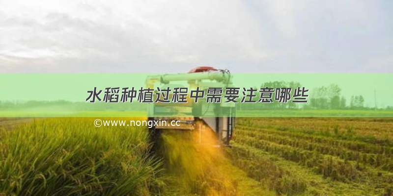 水稻种植过程中需要注意哪些