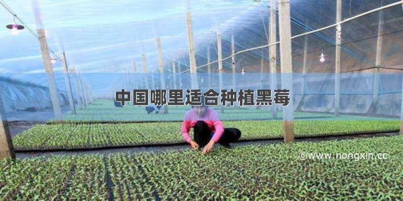 中国哪里适合种植黑莓