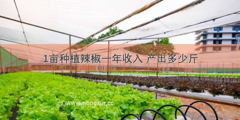 1亩种植辣椒一年收入 产出多少斤