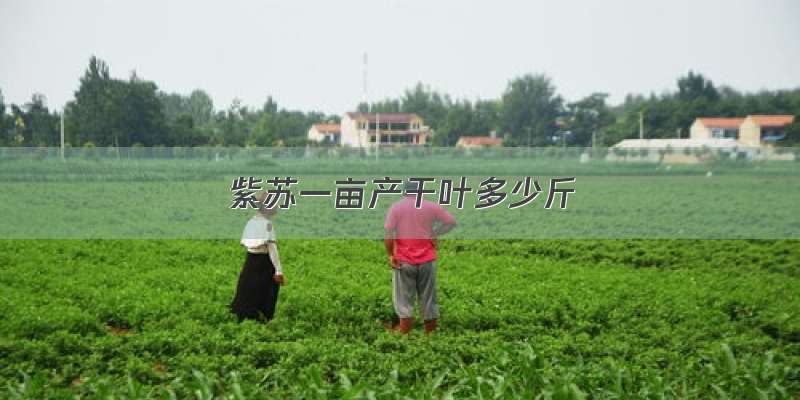 紫苏一亩产干叶多少斤
