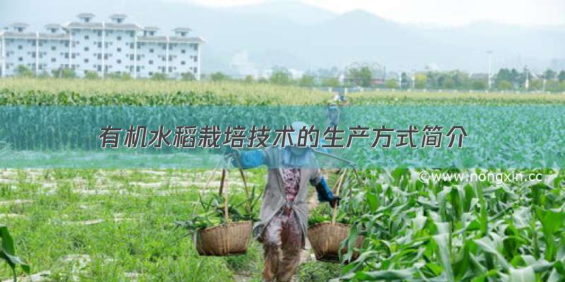 有机水稻栽培技术的生产方式简介