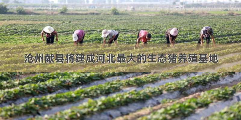 沧州献县将建成河北最大的生态猪养殖基地