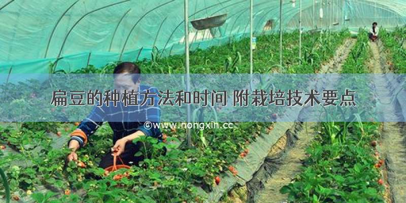扁豆的种植方法和时间 附栽培技术要点