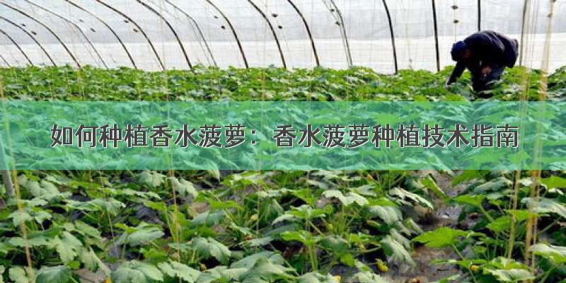 如何种植香水菠萝：香水菠萝种植技术指南