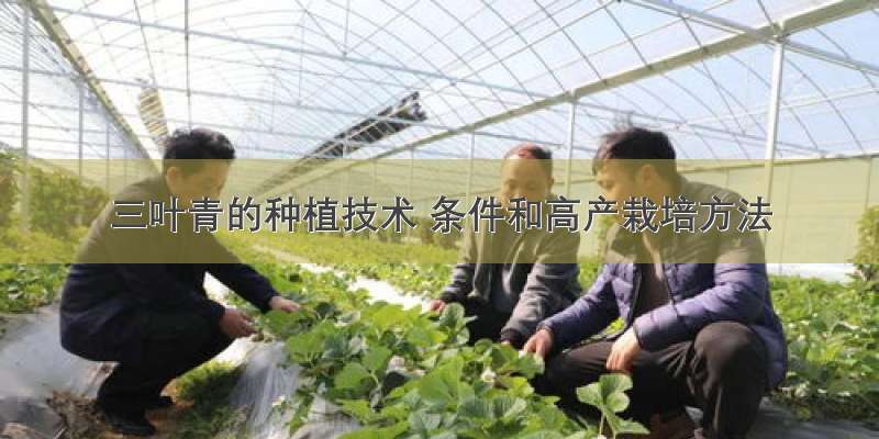 三叶青的种植技术 条件和高产栽培方法