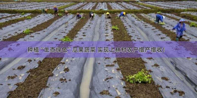 种植“生态绿色”瓜果蔬菜 实现上林村农户增产增收！
