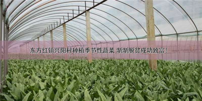东方红镇兴阳村种植季节性蔬菜 渐渐脱贫成功致富！