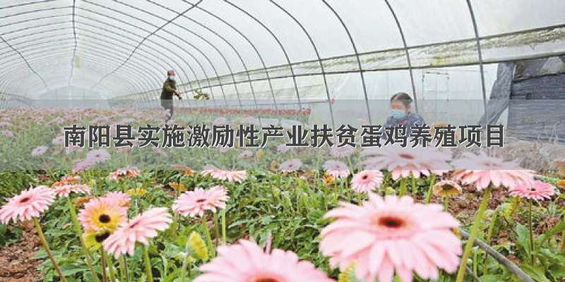 南阳县实施激励性产业扶贫蛋鸡养殖项目