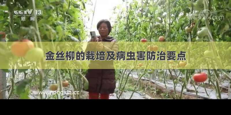 金丝柳的栽培及病虫害防治要点