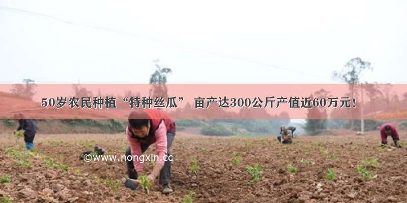 50岁农民种植“特种丝瓜” 亩产达300公斤产值近60万元！