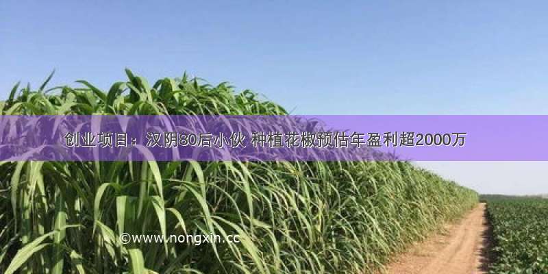 创业项目：汉阴80后小伙 种植花椒预估年盈利超2000万