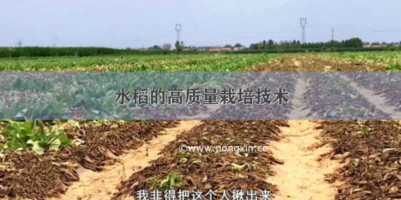水稻的高质量栽培技术