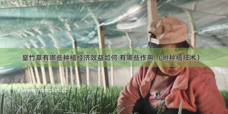 皇竹草有哪些种植经济效益如何 有哪些作用 （附种植技术）