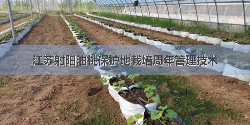 江苏射阳油桃保护地栽培周年管理技术