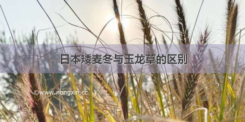 日本矮麦冬与玉龙草的区别