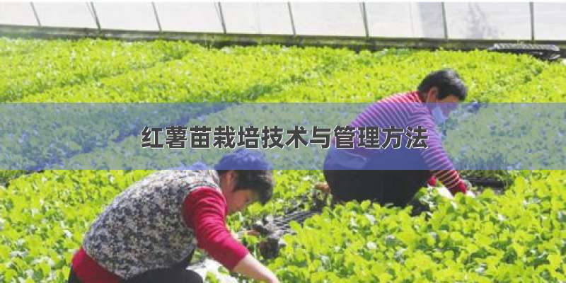 红薯苗栽培技术与管理方法