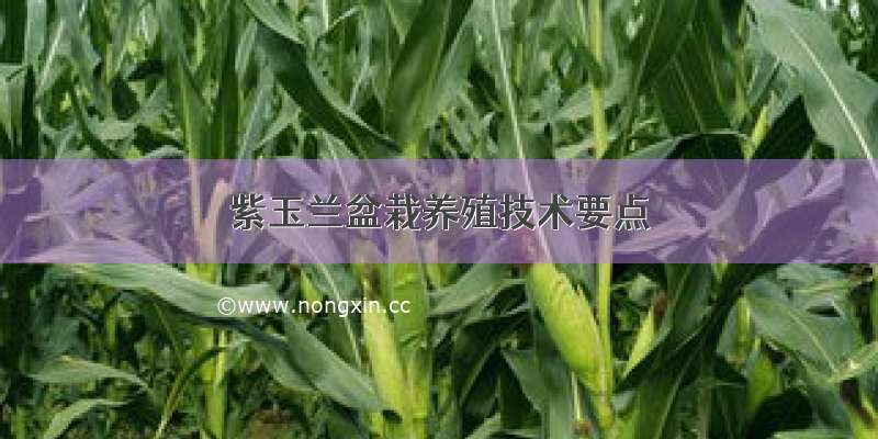 紫玉兰盆栽养殖技术要点