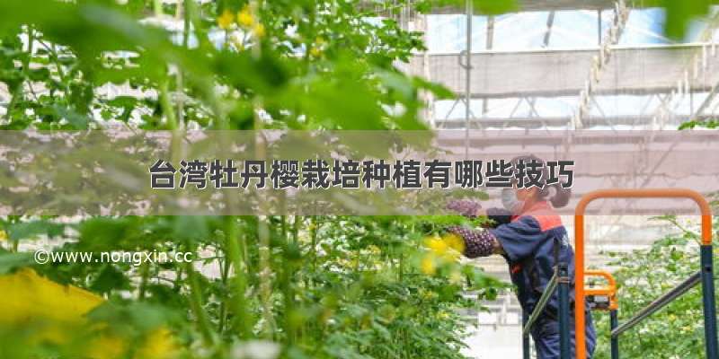 台湾牡丹樱栽培种植有哪些技巧
